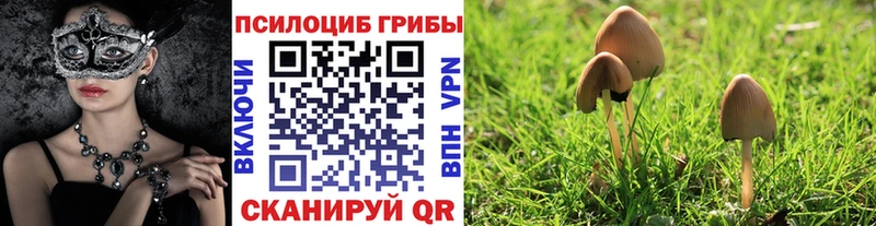 закладка  Печоры  Псилоцибиновые грибы Magic Shrooms 